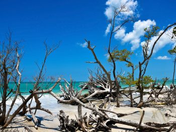 The downed trees and driftwood litter the beaches of Beer Can Island, one of the best things to do in Sarasota!