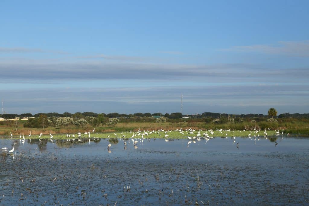 A flock of white birds litter the marshes of Celery Park, one of the most fun things to do in Sarasota.