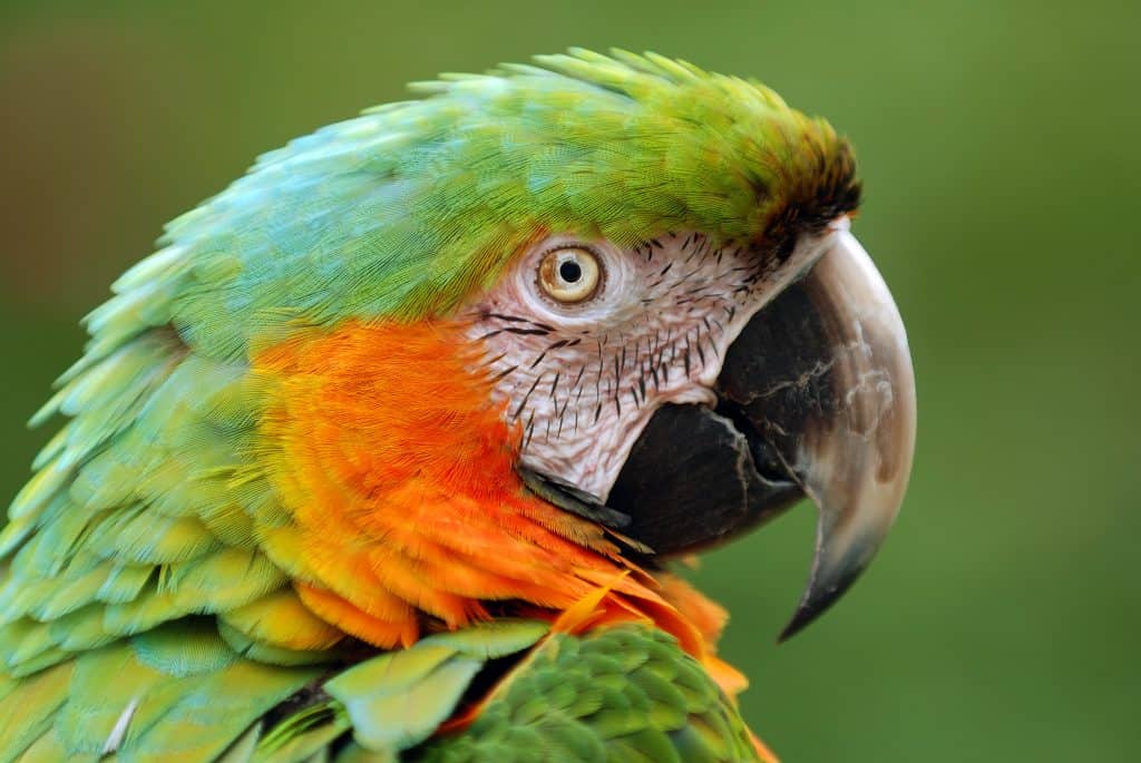 A green Macaw with vivid orange cheeks relaxes at Sarasota Jungle Gardens.