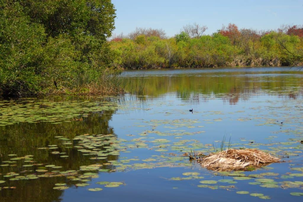 Lily pads on Lake Maggoire at the Boyd Hill nature preserve in St. Petersburg Florida.