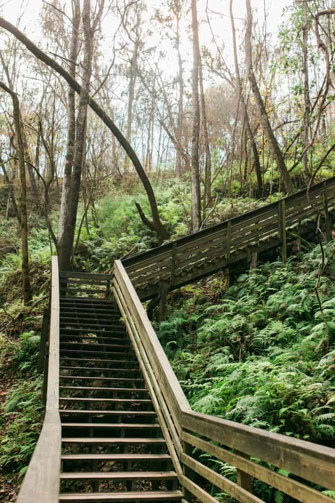 Photo of wooden stairs at Devil's Millhopper, one of the coolest natural waterfalls in Florida. 