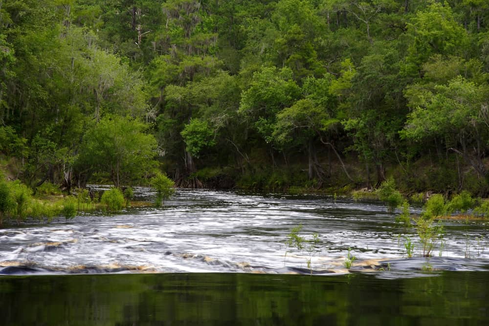 Photo of river rapids on Florida's Suwanee River. 