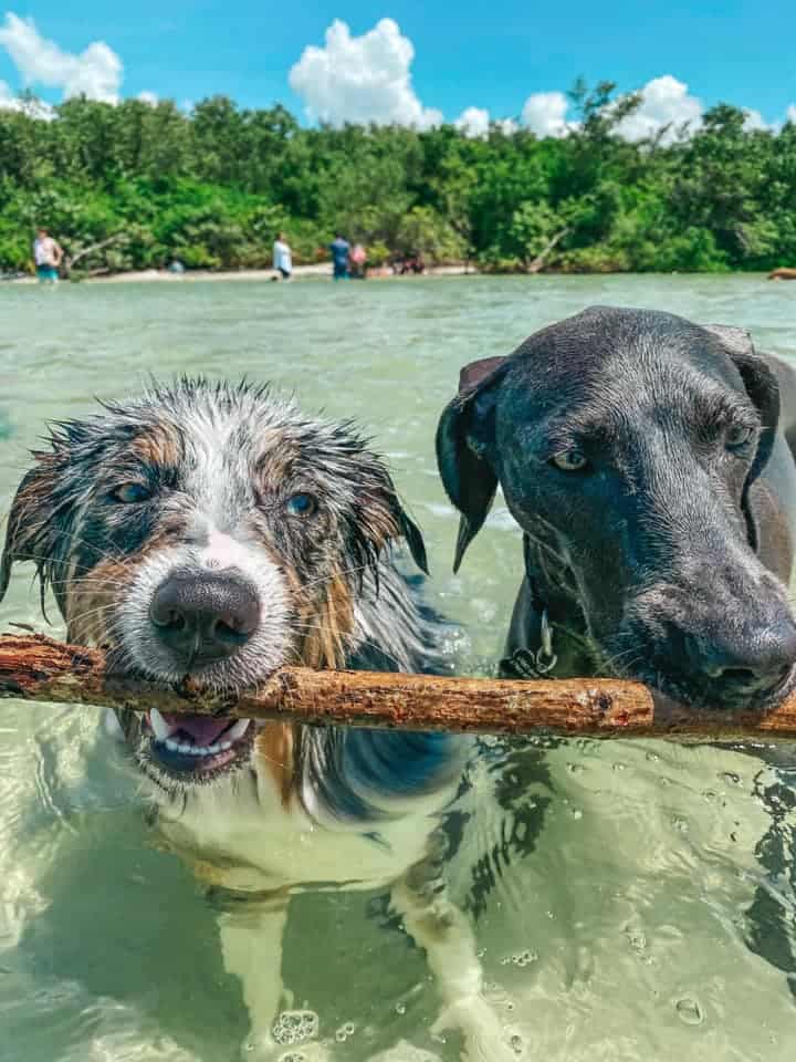 An Australian Shepherd and a Weimeraner enjoy the fresh waters of Bonita Beach, one of the best beaches in Naples!