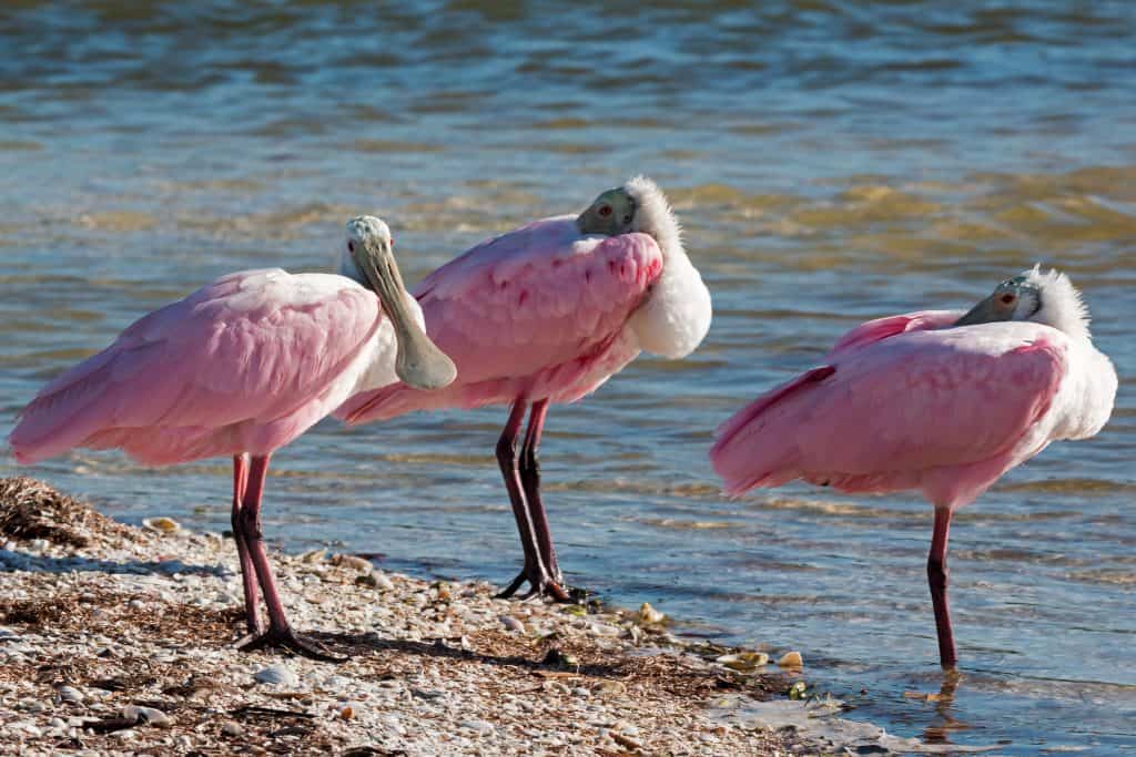 Three Roseate Spoonbills gather on the shores of Sand Dollar Island, as seen from Tigertail Beach in Marco Island, one of the best beaches in Florida. 