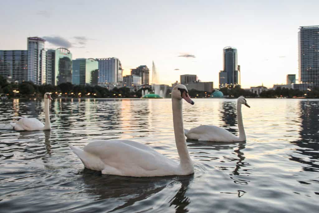 Swans in Lake Eola at sunset with the Orlando skyline in the background.