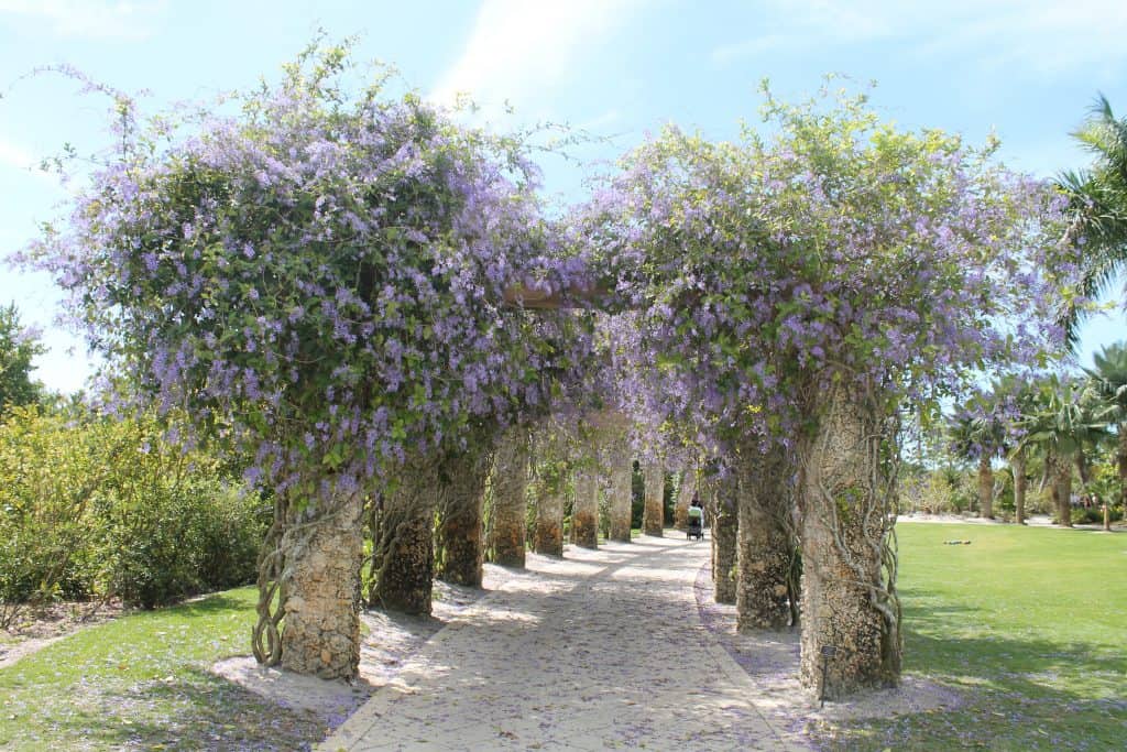 A pathway is lined with flowering, purple trees at the Naples Botanical Garden.