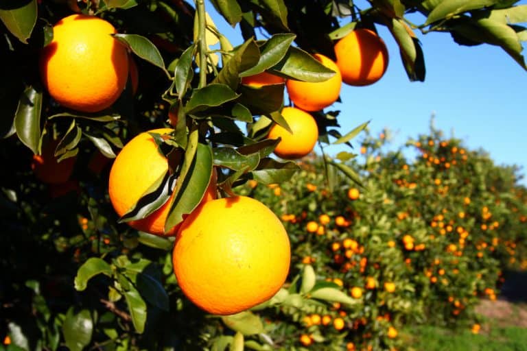 visit an orange grove in florida