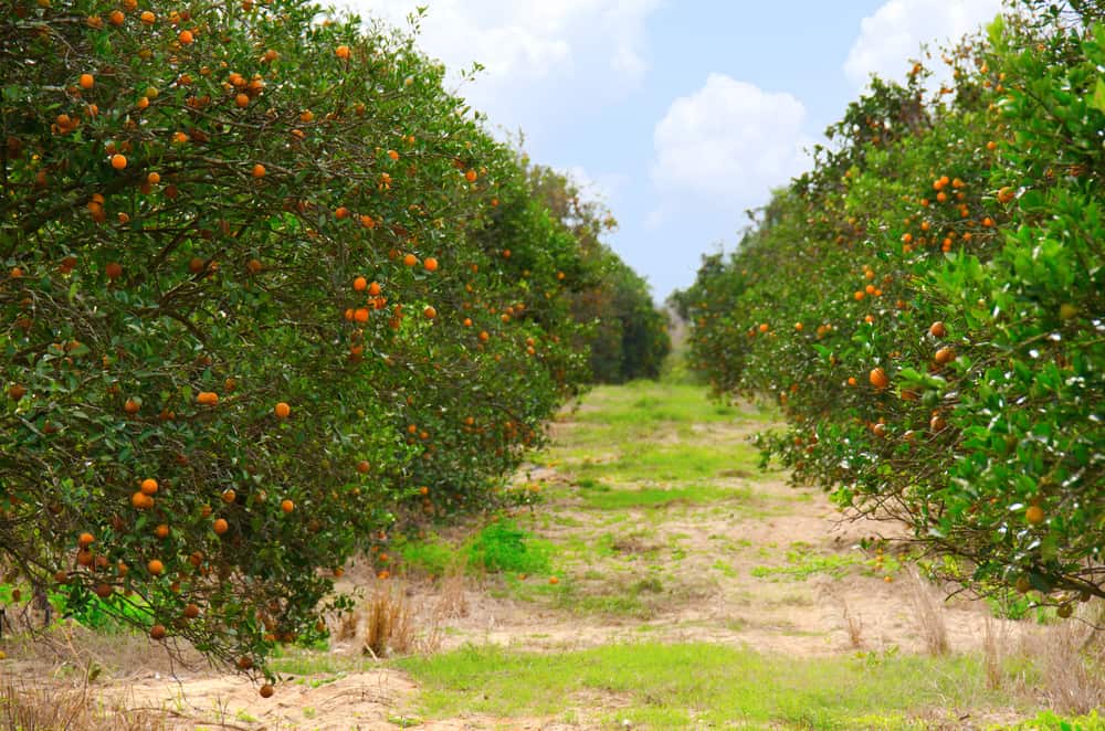 Oranžové stromy v Floridian orange grove