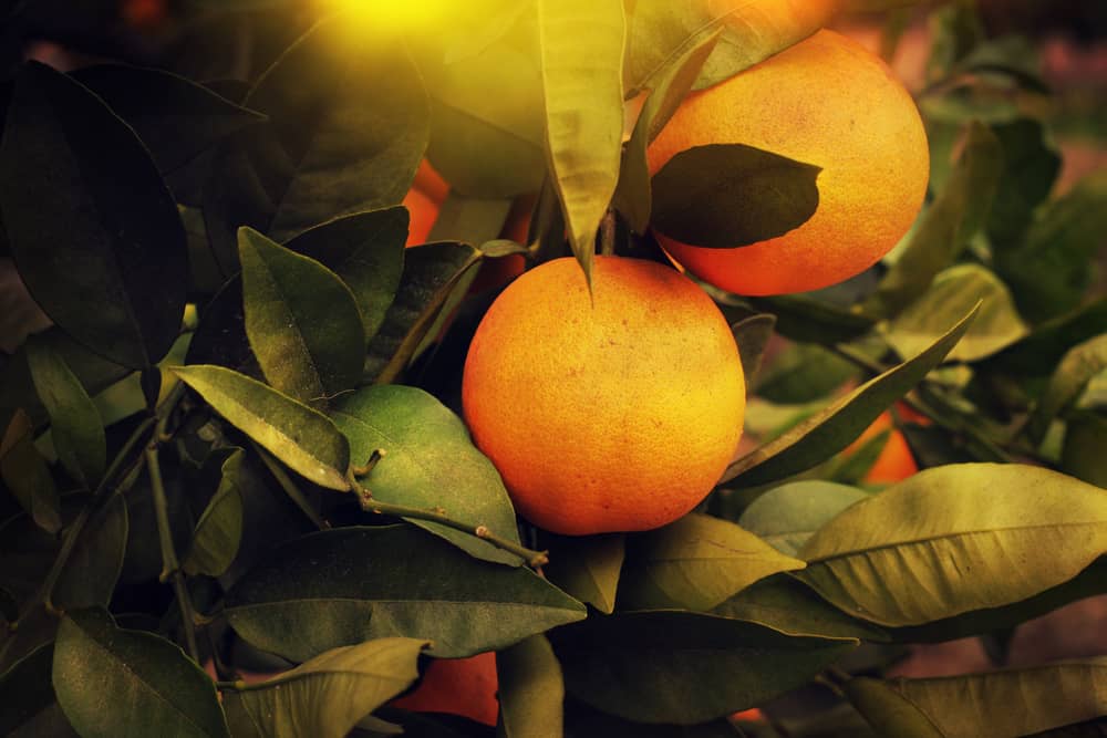 las Naranjas en el árbol de la salida del sol