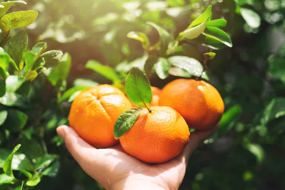 Orangen auf dem Baum in Florida