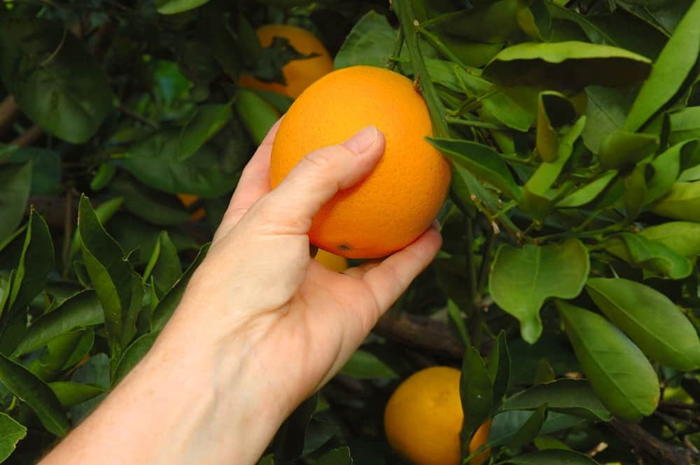 Picking oranges in Florida 