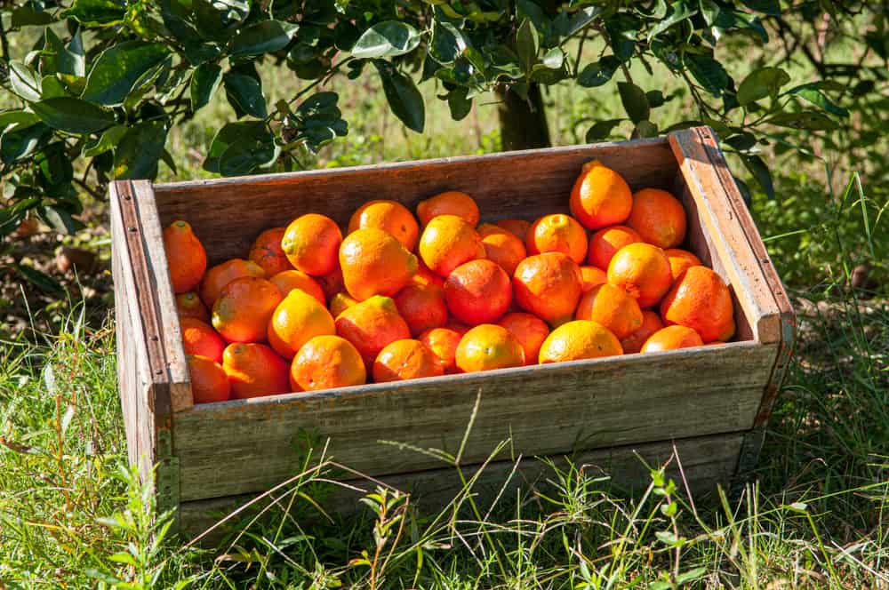 Naranja en una caja después de haber sido recogida