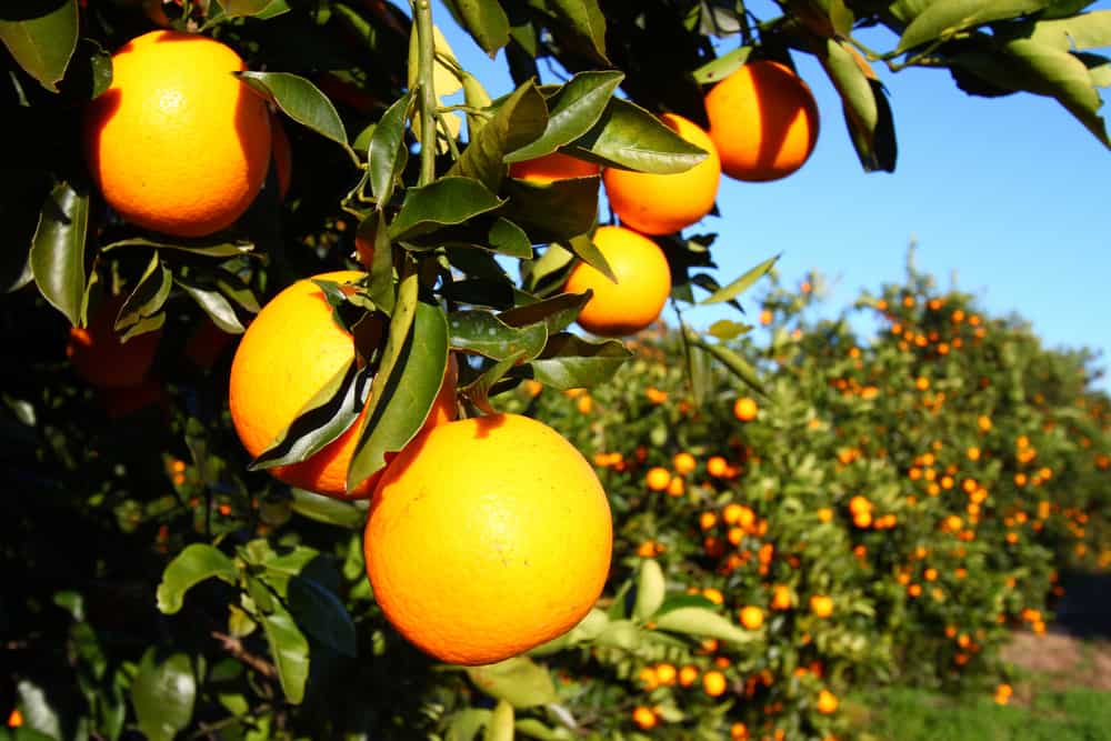 Ein floridianischer Orangenhain auf einem Artikel über Orangenernte in Florida.