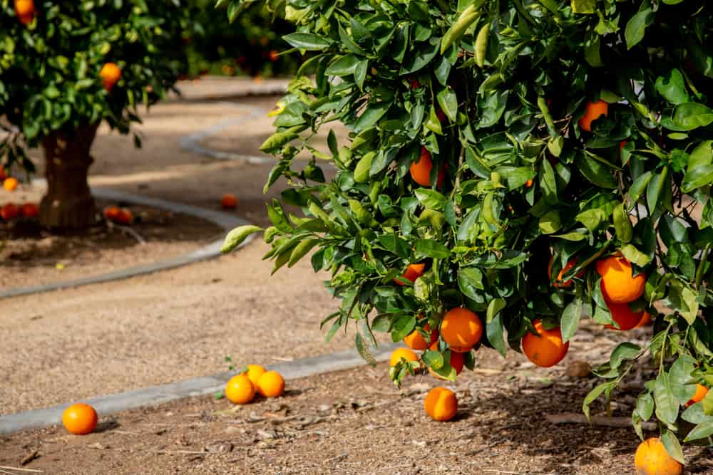 An orange grove in Florida