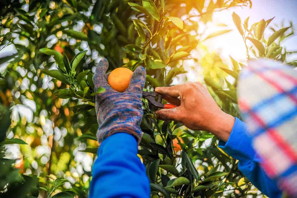 Picking oranges off the trees in Florida