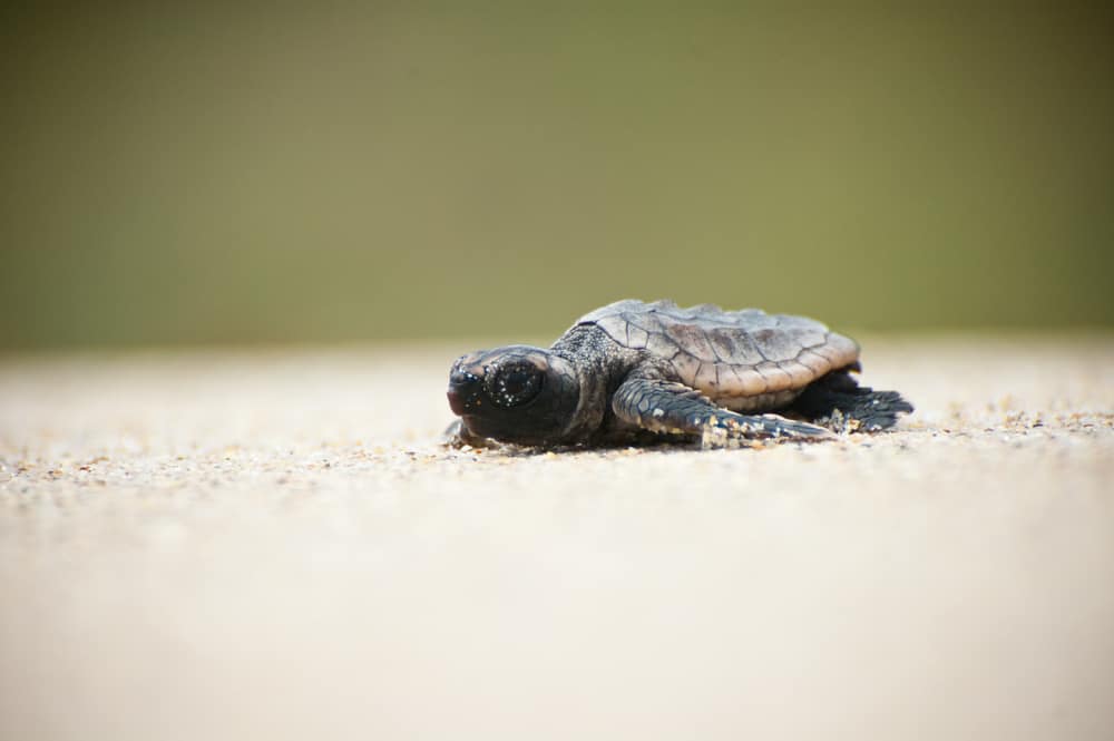 Photo of a tiny hatchling sea turtle, the cutest of all sea turtles in Florida. 