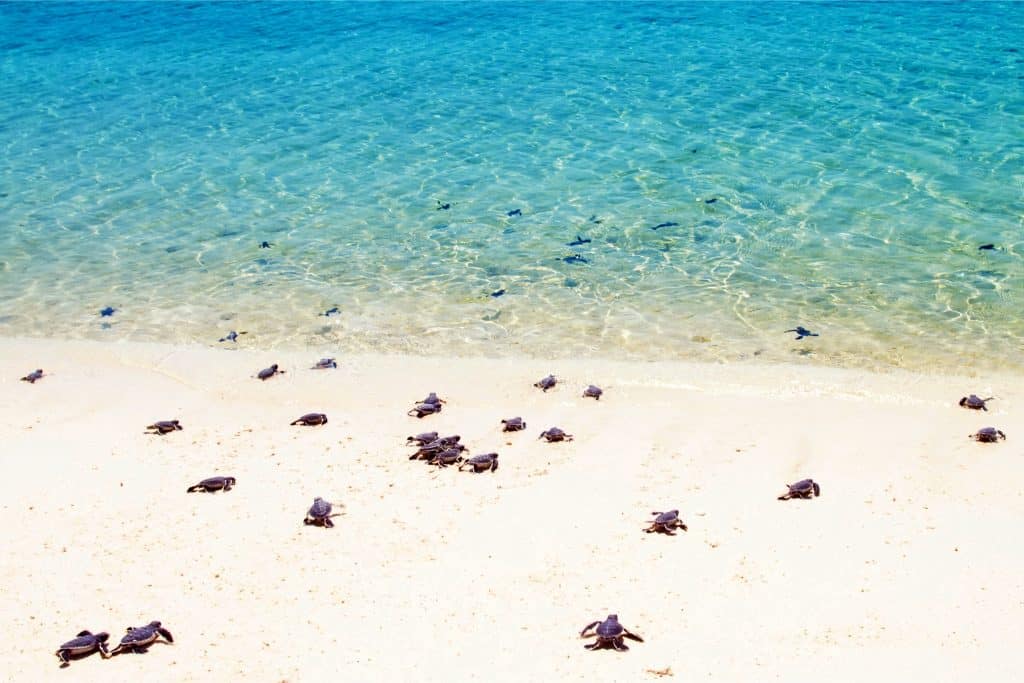 Baby sea turtles making their way to bright blue water. 