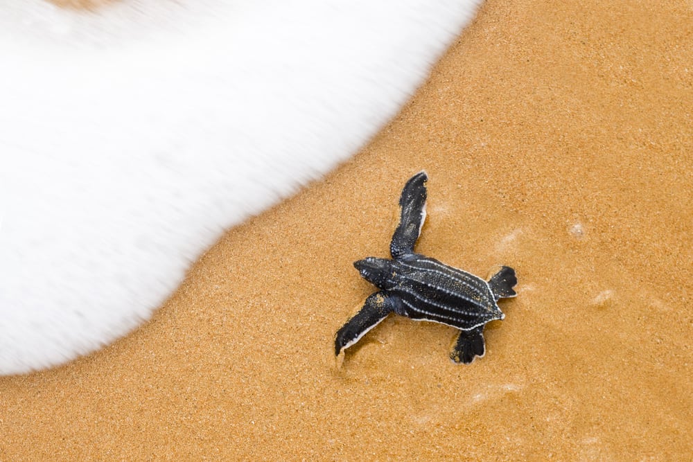 A baby leatherback, one of the species of sea turtles in Florida, making its way safely to the water. 