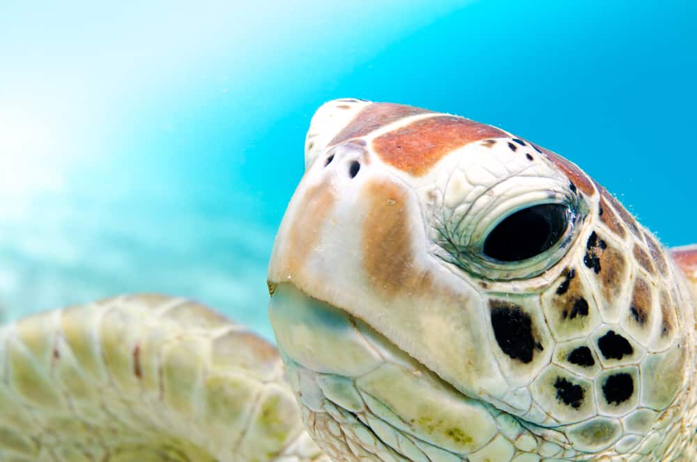 Close up photo of one of the sea turtles in Florida showing its face and right fin. 