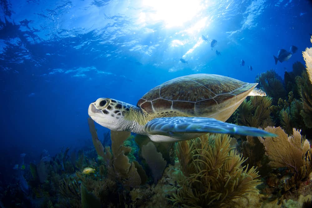Underwater image of a green sea turtle, one of the sea turtles in the Florida Keys. 