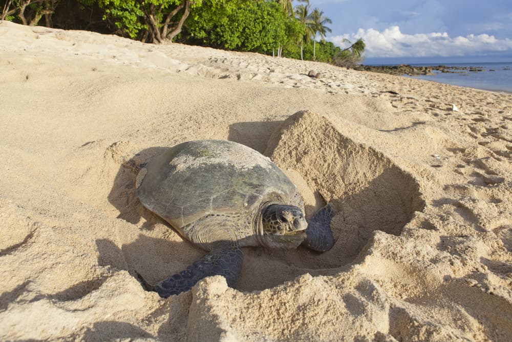 best places to see seas turtles in florida