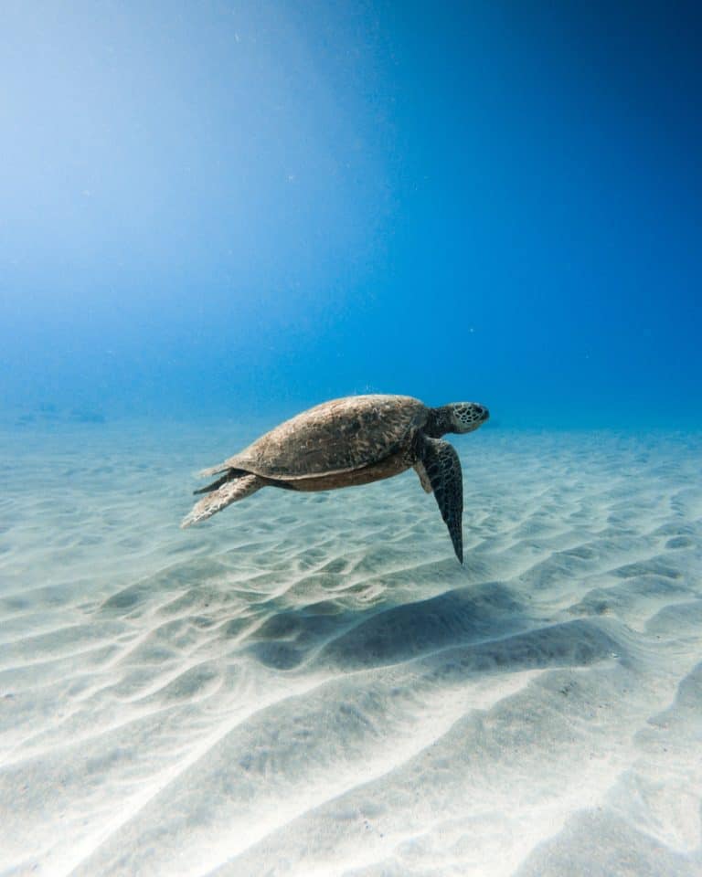 7 Best Places To See Wild Sea Turtles In Florida - Florida Trippers