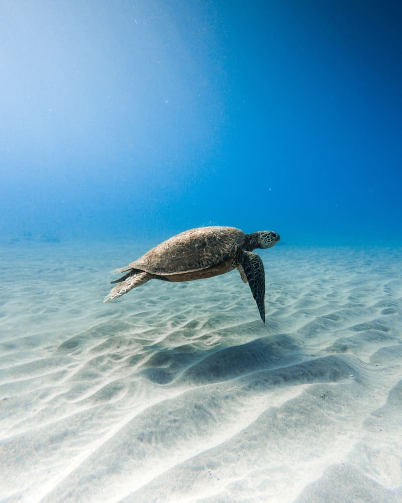 A turtle swimming in blue water. More specifically, a Kemp's ridley sea turtle which is one of the species of sea turtles in Florida.