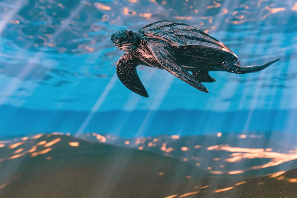 One of the sea turtles in Florida, the leatherback, swimming in shallow water under reflected sunbeams. 