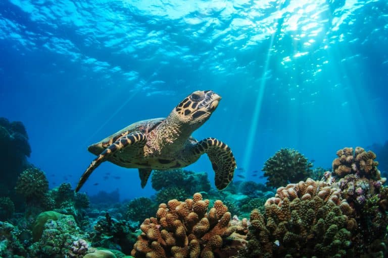 7 Best Places To See Wild Sea Turtles In Florida - Florida Trippers