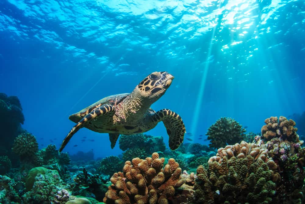 Photo of a large loggerhead, one of the species of sea turtles in Florida. 