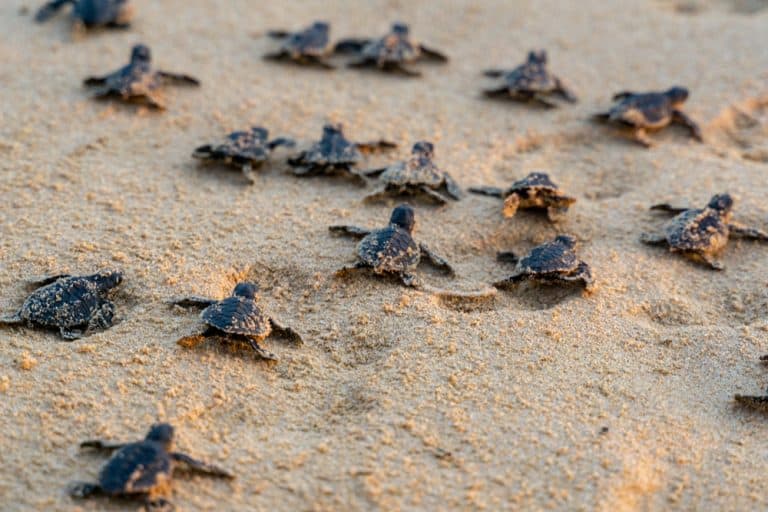 7 Best Places To See Wild Sea Turtles In Florida Florida Trippers