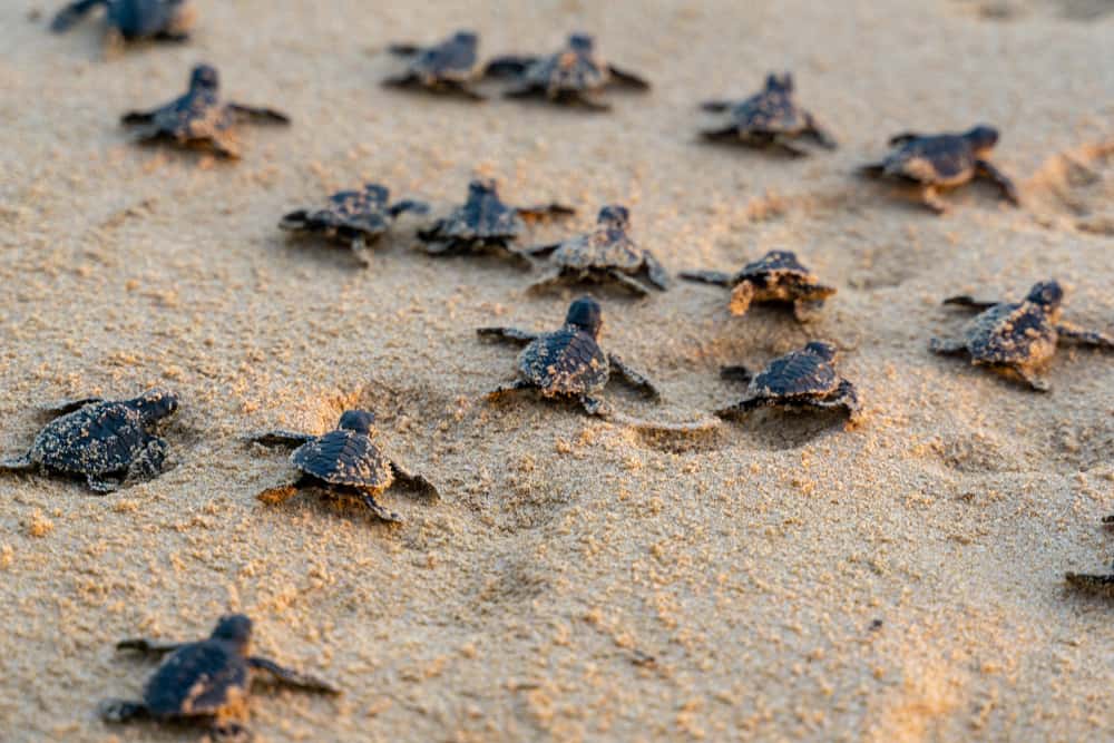 Many baby sea turtles in Florida making their way to the water. 