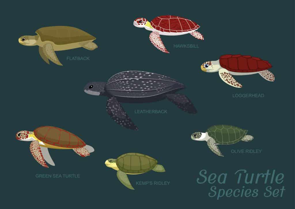 Diagram with illustrations of the sea turtles in Florida. 