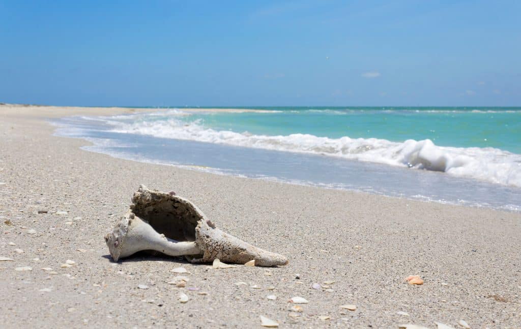 A shell washed up on the shores of Cayo Costa State Park.