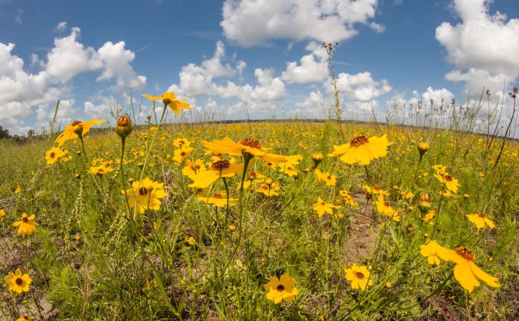 Wildflowers bloom in the plains of Myakka River State Park, one of the best Florida parks.