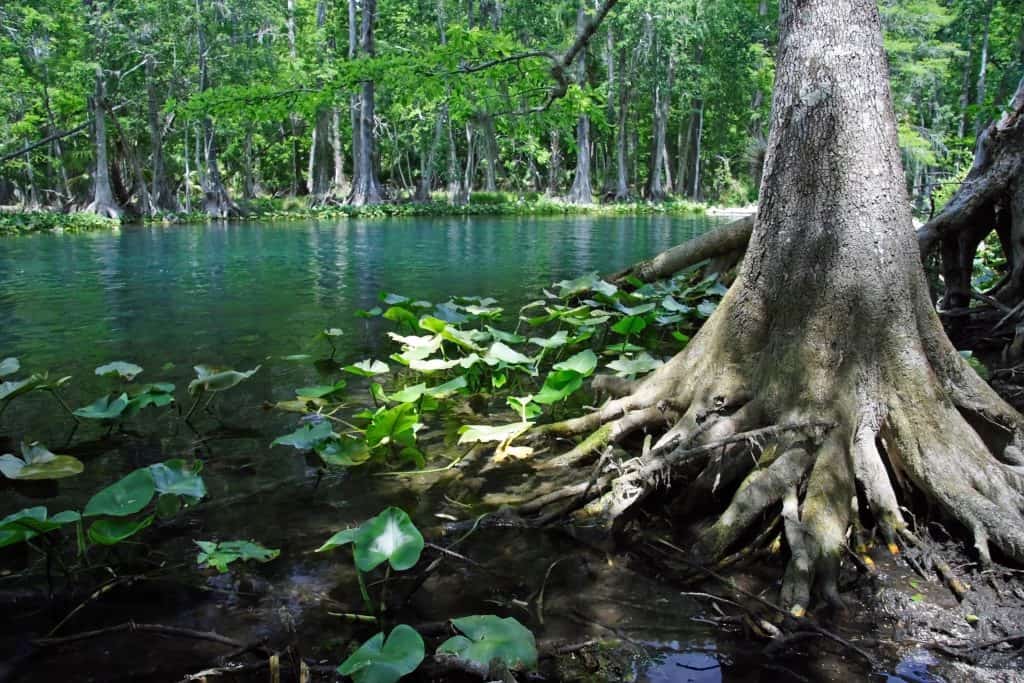 A mangrove tree sits on the banks of a spring in Florida.