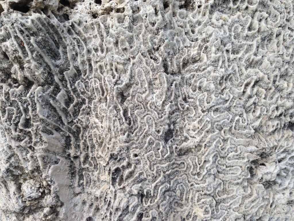 Fossilized coral at the Windley Key Fossil Reef Geological State Park.