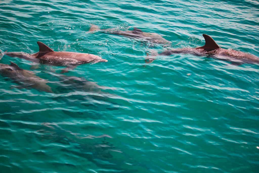 A pod of dolphins play in the emerald waters of the Gulf of Mexico.