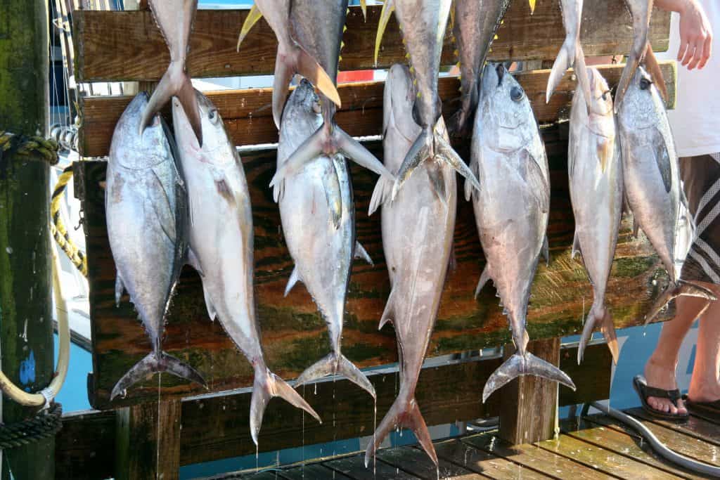 Freshly caught fish hanging in the sun at the Destin docks.