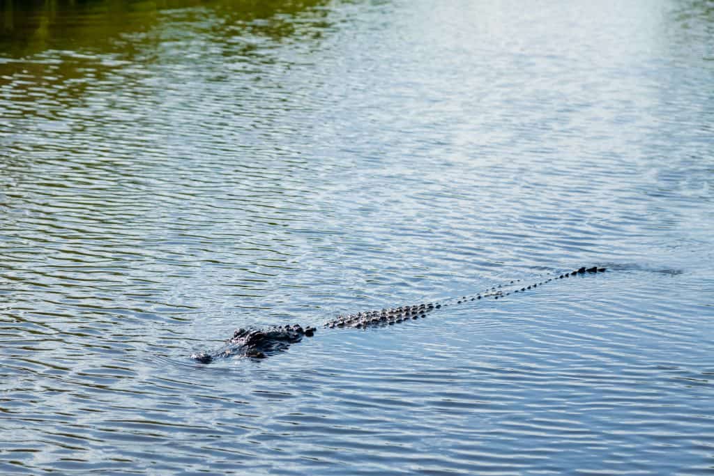 A gator swims beneath the surface of the waters at Gator Beach, one of the best things to do in Destin.