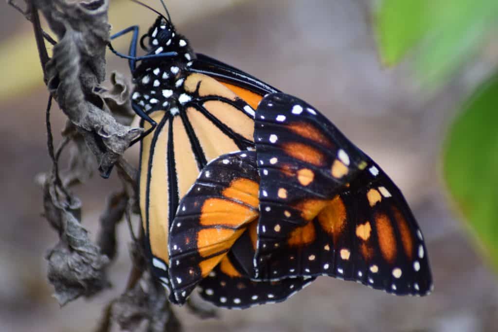 A monarch butterfly rests inside the glass conservatory at the Florida Native Butterfly Society in Fort Myers, Florida.