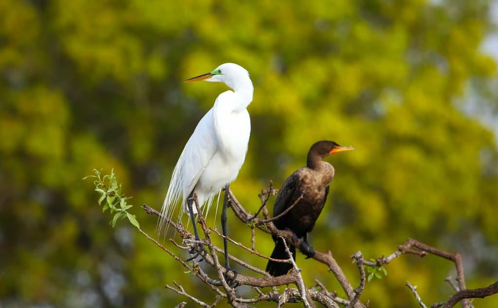 Birds rest on branches in the marsh at the Corkscrew Swamp Sanctuary in Naples, Florida.
