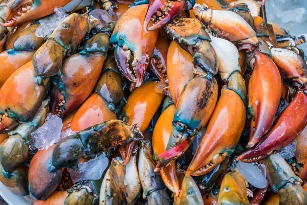 Stone crab claws sit over ice waiting to be eaten at the Stone Crab Festival in Naples, Florida.