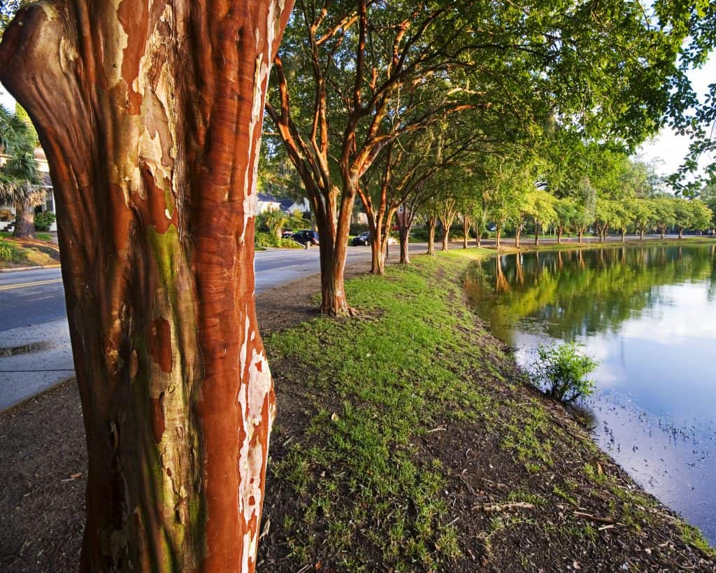 The trees and pathway that circles Lake Ella, one of the most relaxing things to do in Tallahassee. 