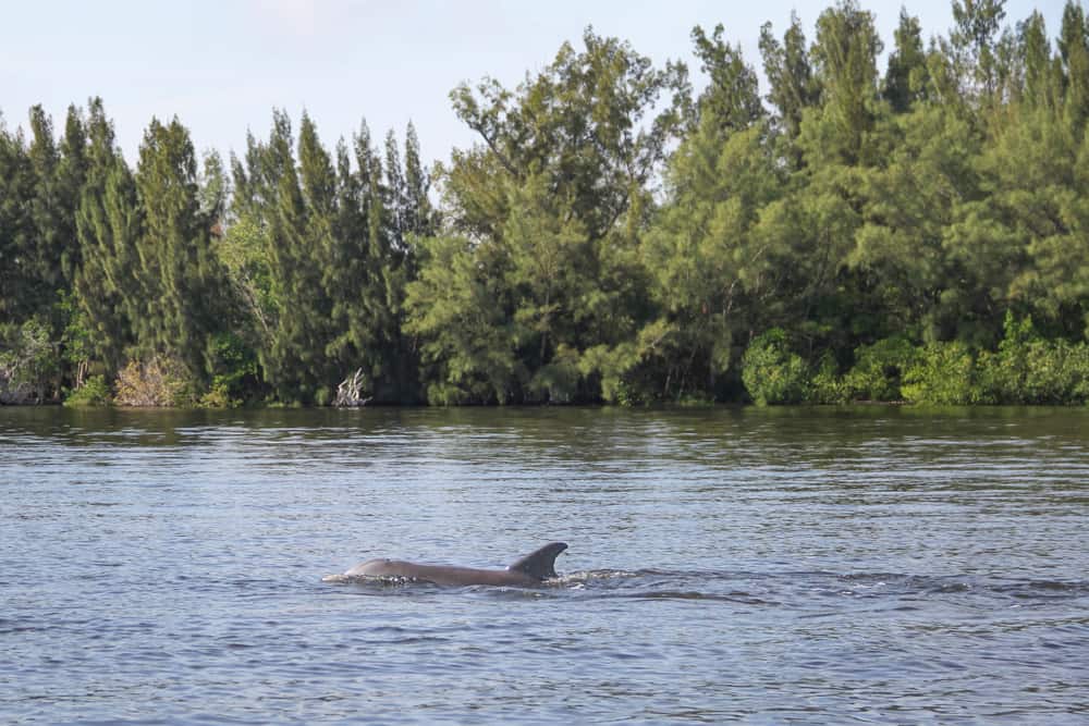 A dolphin swimming on the water's surface in the Indian River Lagoon, where the ELC is located and you can learn about wildlife as one of the things to do in Vero Beach.