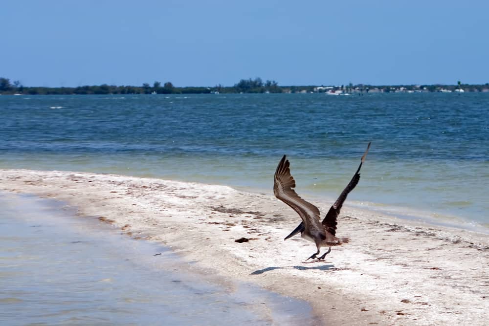 A pelican with wings aloft makes contact with the sand at Pelican Island National Wildlife refuge, one of the best things to do in Vero Beach.