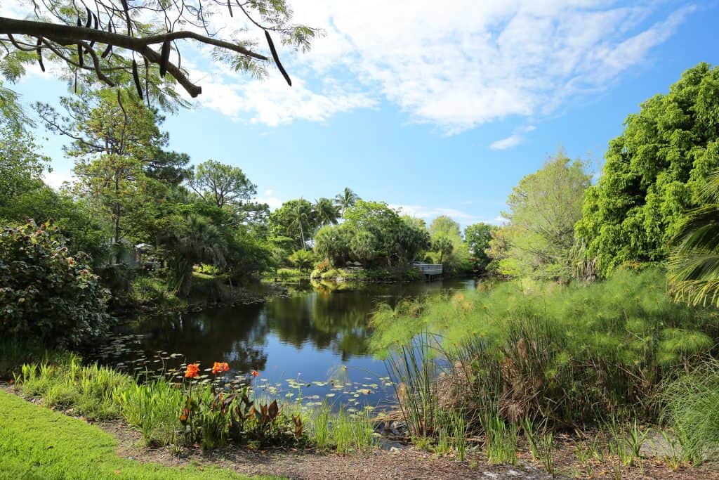 The beautiful plants and waters of Mounts Botanical Gardens in West Palm Beach, Florida.