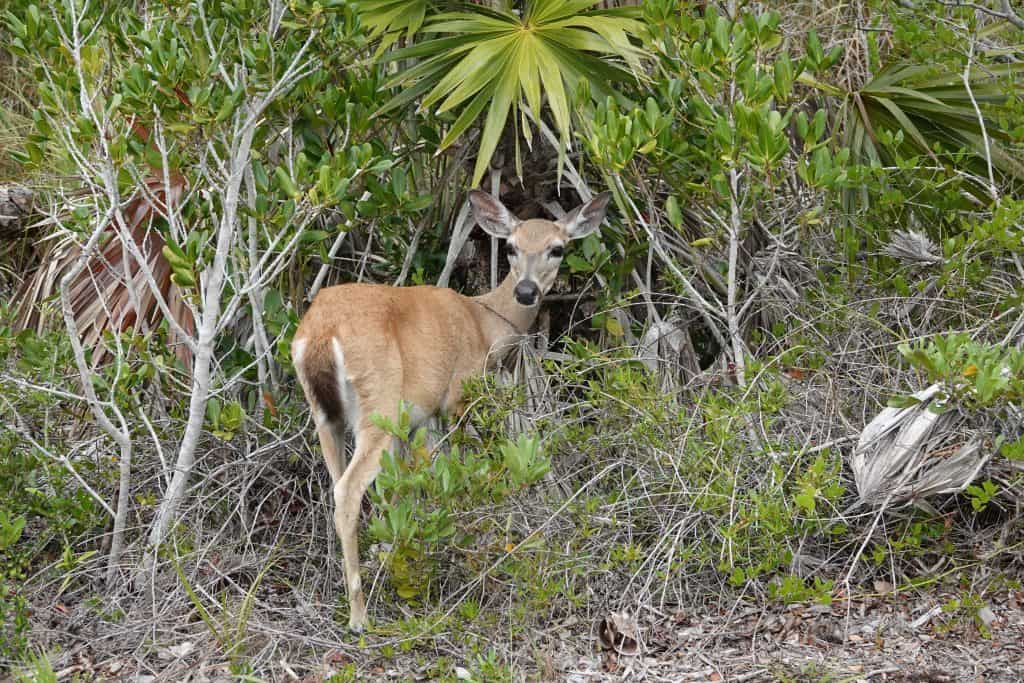 Photo of a deer in Florida, a sight that is common during hikes in Tampa.