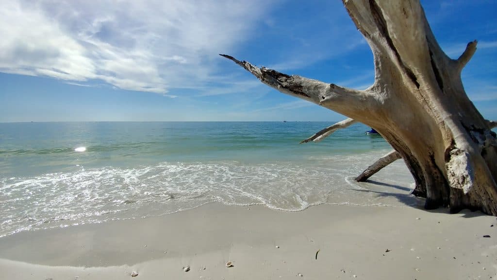 A driftwood tree sits on an emerald-colored beach at Lovers Key, one of the aptly named places for romantic getaways in Florida.