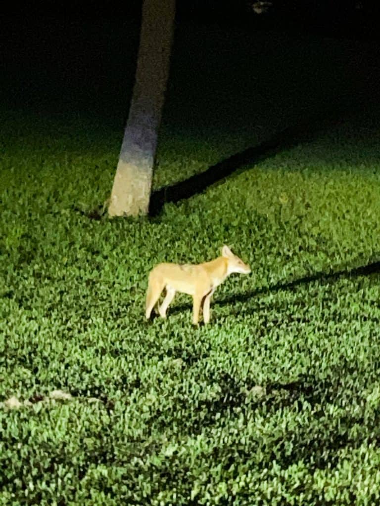 coyotes at Sand Key Park